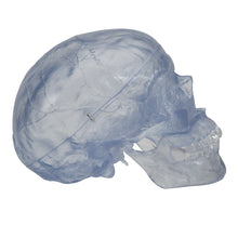 Load image into Gallery viewer, Model clasic transparent de craniu uman, 3 parti