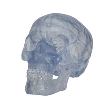 Load image into Gallery viewer, Model clasic transparent de craniu uman, 3 parti