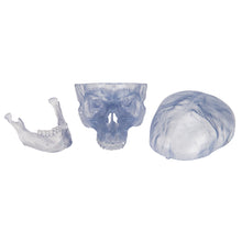 Load image into Gallery viewer, Model clasic transparent de craniu uman, 3 parti