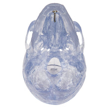 Load image into Gallery viewer, Model clasic transparent de craniu uman, 3 parti