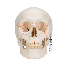 Load image into Gallery viewer, Model clasic de craniu uman, 3 parti