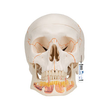 Load image into Gallery viewer, Model clasic de craniu uman cu maxilarul inferior deschis, 3 părţi - 3B Smart Anatomy