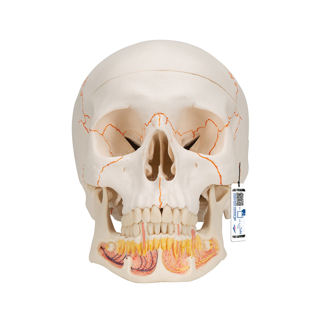 Model clasic de craniu uman cu maxilarul inferior deschis, 3 părţi - 3B Smart Anatomy