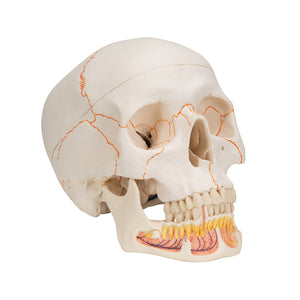 Model clasic de craniu uman cu maxilarul inferior deschis, 3 părţi - 3B Smart Anatomy