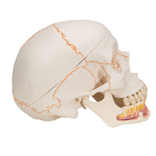 Load image into Gallery viewer, Model clasic de craniu uman cu maxilarul inferior deschis, 3 părţi - 3B Smart Anatomy