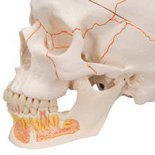 Load image into Gallery viewer, Model clasic de craniu uman cu maxilarul inferior deschis, 3 părţi - 3B Smart Anatomy