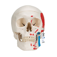 Load image into Gallery viewer, Model clasic de craniu uman pictat, 3 părţi - 3B Smart Anatomy