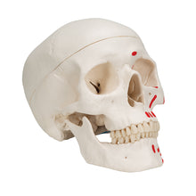 Load image into Gallery viewer, Model clasic de craniu uman pictat, 3 părţi - 3B Smart Anatomy