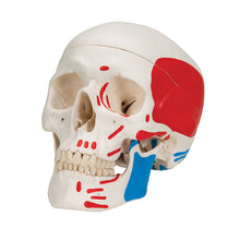 Load image into Gallery viewer, Model clasic de craniu uman pictat, 3 părţi - 3B Smart Anatomy