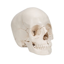 Load image into Gallery viewer, Model craniu adult Beauchene, versiune color, 22 de componente - 3B Smart Anatomy