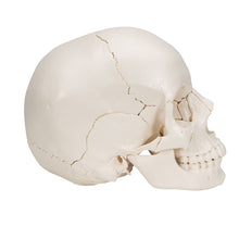 Load image into Gallery viewer, Model craniu adult Beauchene, versiune color, 22 de componente - 3B Smart Anatomy