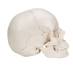 Model craniu adult Beauchene, versiune color, 22 de componente - 3B Smart Anatomy
