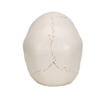 Load image into Gallery viewer, Model craniu adult Beauchene, versiune color, 22 de componente - 3B Smart Anatomy