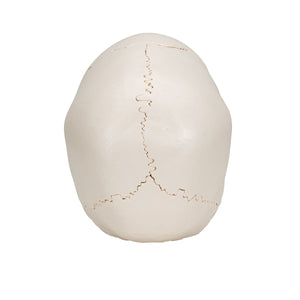 Model craniu adult Beauchene, versiune color, 22 de componente - 3B Smart Anatomy