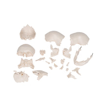 Load image into Gallery viewer, Model craniu adult Beauchene, versiune color, 22 de componente - 3B Smart Anatomy