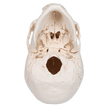 Load image into Gallery viewer, Model craniu adult Beauchene, versiune color, 22 de componente - 3B Smart Anatomy