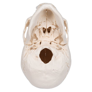 Model craniu adult Beauchene, versiune color, 22 de componente - 3B Smart Anatomy