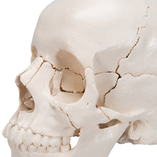 Load image into Gallery viewer, Model craniu adult Beauchene, versiune color, 22 de componente - 3B Smart Anatomy