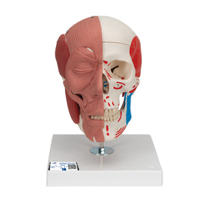 Model craniu uman cu muşchi faciali - 3B Smart Anatomy