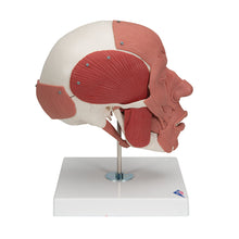 Load image into Gallery viewer, Model craniu uman cu muşchi faciali - 3B Smart Anatomy