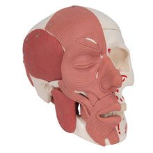 Load image into Gallery viewer, Model craniu uman cu muşchi faciali - 3B Smart Anatomy