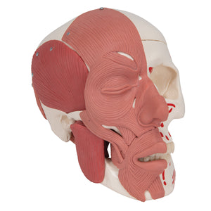 Model craniu uman cu muşchi faciali - 3B Smart Anatomy