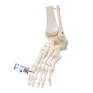 Model schelet  picior şi gleznă, montat pe elastic - 3B Smart Anatomy