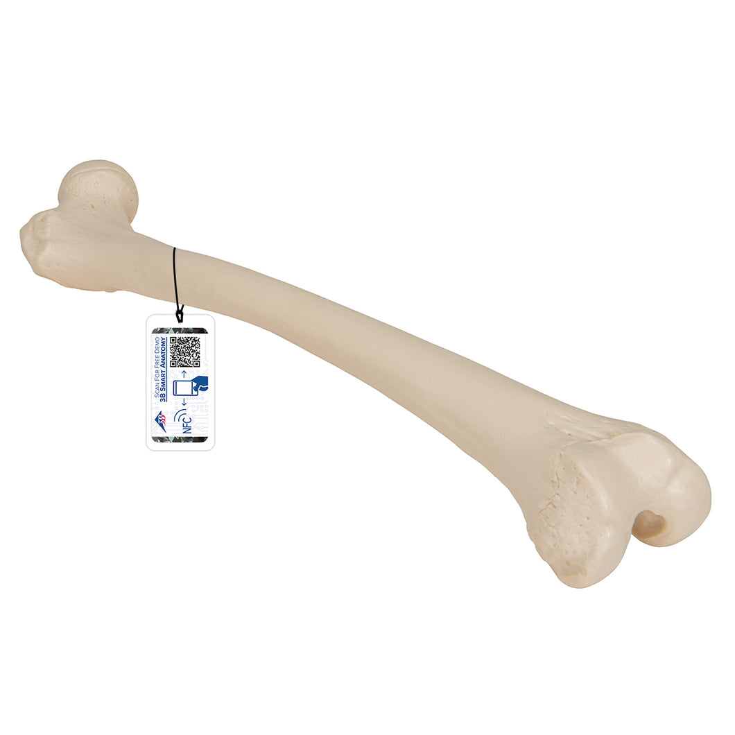 Model femur uman - 3B Smart Anatomy