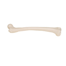 Load image into Gallery viewer, Model femur uman - 3B Smart Anatomy