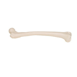 Model femur uman - 3B Smart Anatomy