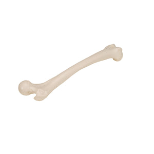 Model femur uman - 3B Smart Anatomy