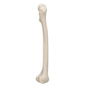 Model femur uman - 3B Smart Anatomy