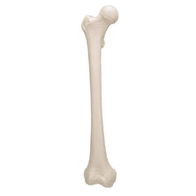 Load image into Gallery viewer, Model femur uman - 3B Smart Anatomy