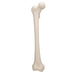 Model femur uman - 3B Smart Anatomy