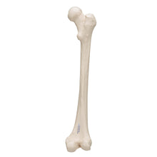 Load image into Gallery viewer, Model femur uman - 3B Smart Anatomy