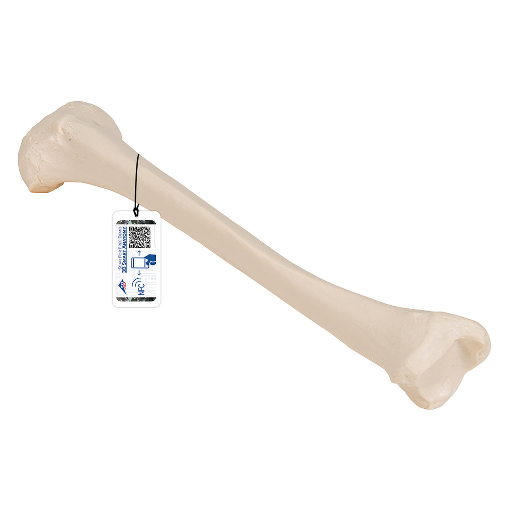 Model tibia umană - 3B Smart Anatomy