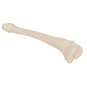 Model tibia umană - 3B Smart Anatomy