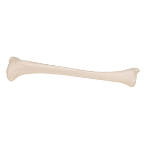 Model tibia umană - 3B Smart Anatomy