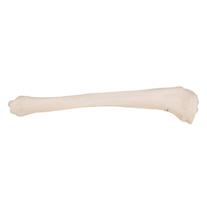 Model tibia umană - 3B Smart Anatomy