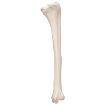 Load image into Gallery viewer, Model tibia umană - 3B Smart Anatomy