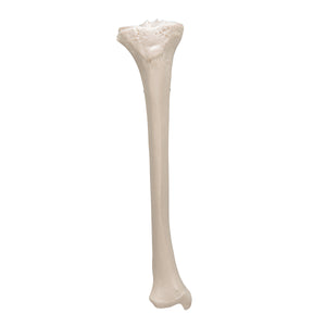 Model tibia umană - 3B Smart Anatomy