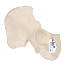 Load image into Gallery viewer, Model de os de şold uman - 3B Smart Anatomy