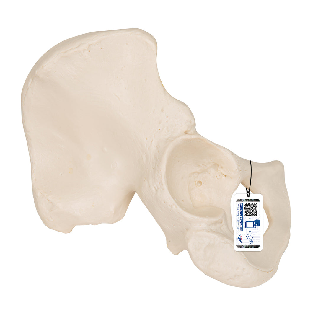 Model de os de şold uman - 3B Smart Anatomy