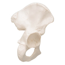 Load image into Gallery viewer, Model de os de şold uman - 3B Smart Anatomy