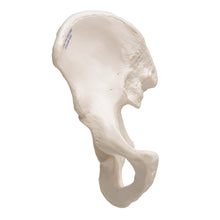 Load image into Gallery viewer, Model de os de şold uman - 3B Smart Anatomy