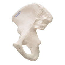 Load image into Gallery viewer, Model de os de şold uman - 3B Smart Anatomy