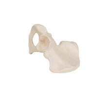 Load image into Gallery viewer, Model de os de şold uman - 3B Smart Anatomy