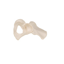 Load image into Gallery viewer, Model de os de şold uman - 3B Smart Anatomy