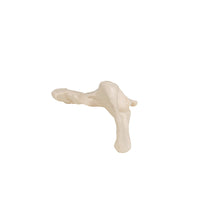 Load image into Gallery viewer, Model de os de şold uman - 3B Smart Anatomy