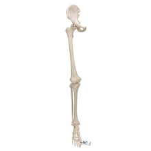 Load image into Gallery viewer, Model de schelet de picior uman cu os de şold - 3B Smart Anatomy